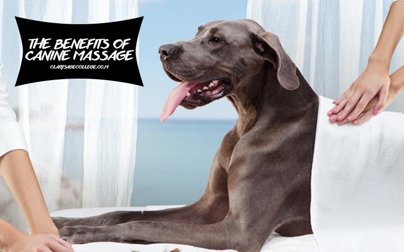 Canine Massage
