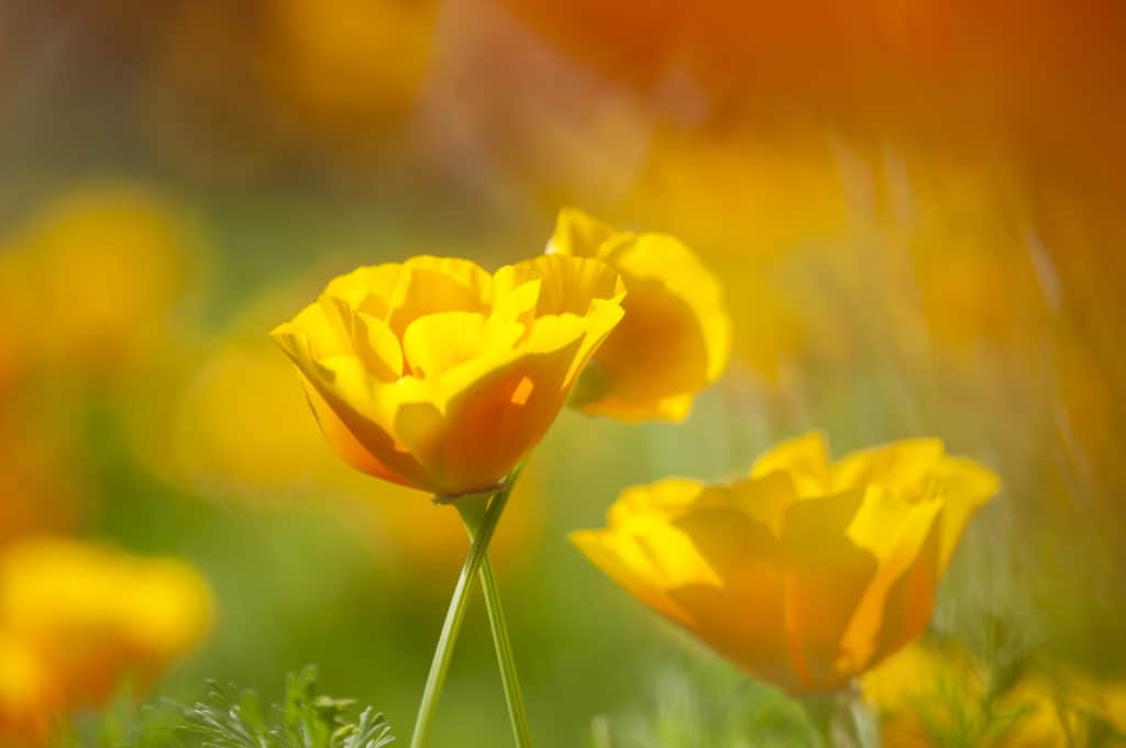 Yellow and Orange Poppy Wild Flowers